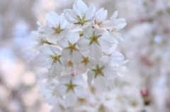 笑うように咲く