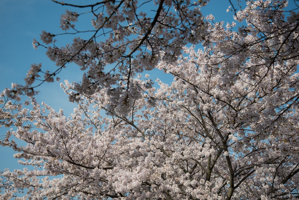 これ以上咲くのは無理！