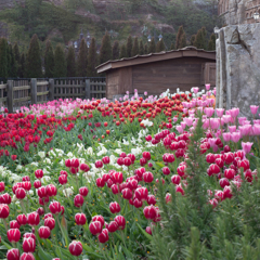 チューリップがいっぱい