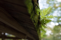 杉皮の隙間から