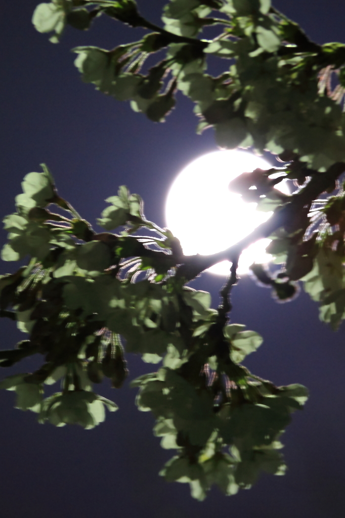 満月に照らされて