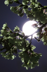 満月に照らされて