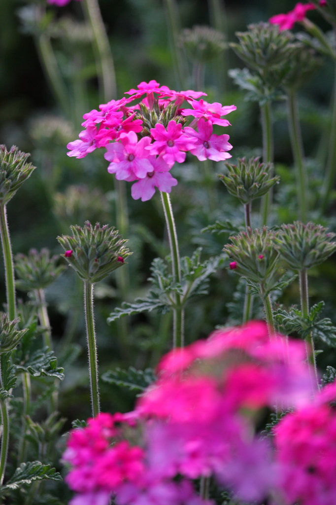 プリムラ・・・