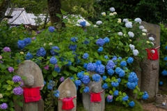 お地蔵さんとアジサイと