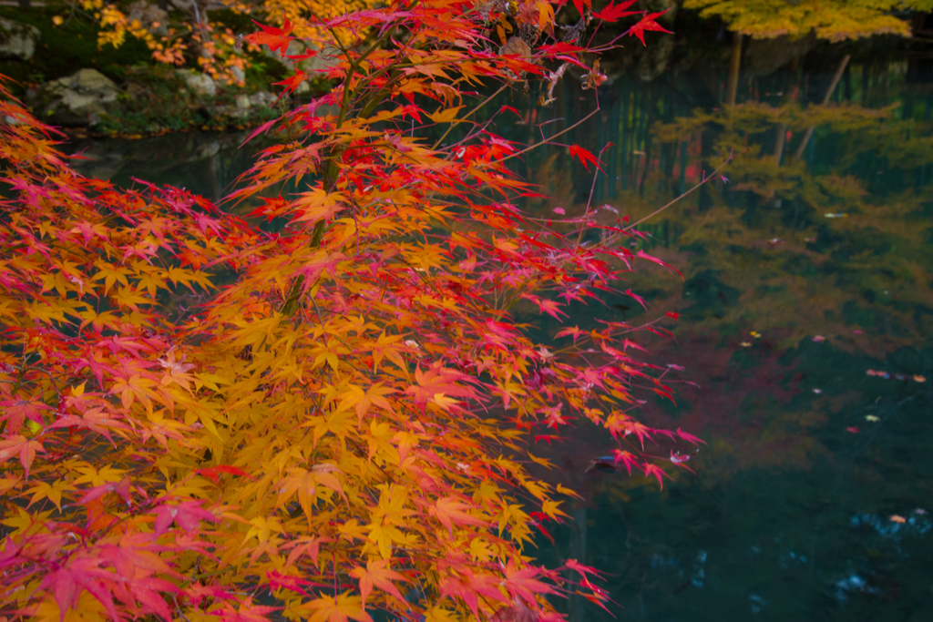 紅葉と鏡池