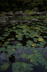 山荘の池