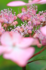 ピンクのガクアジサイ２