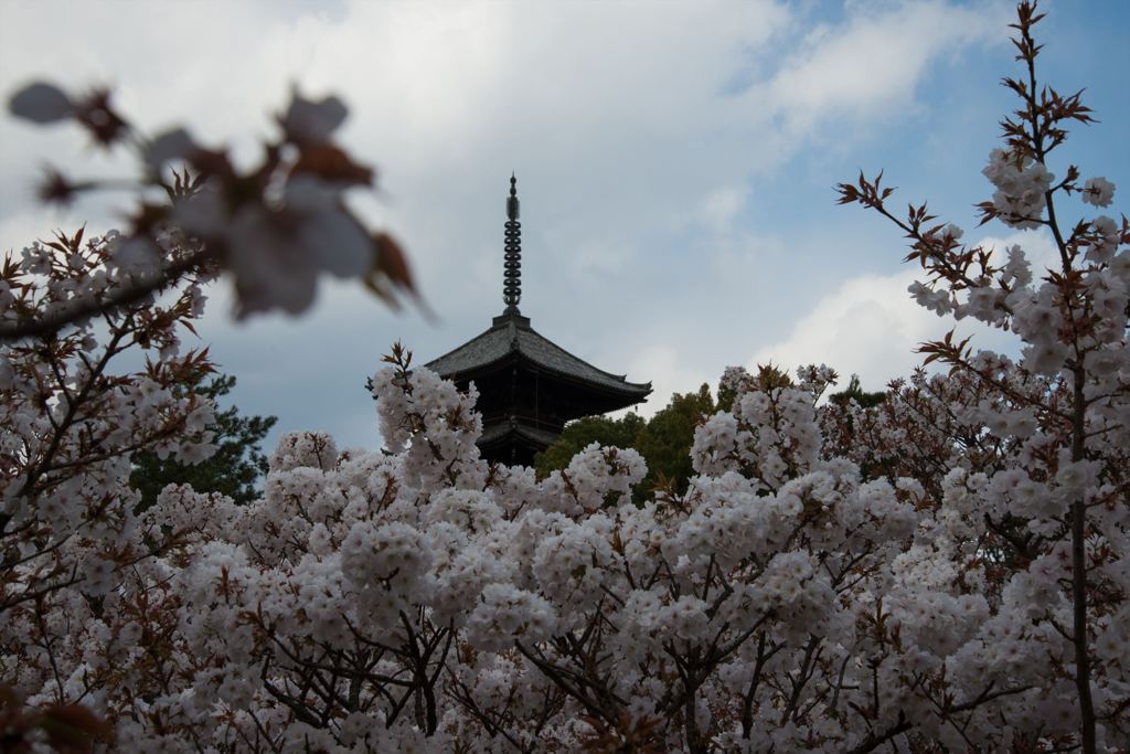 御室の桜に包まれて