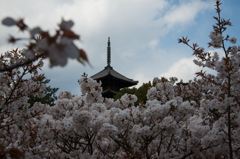 御室の桜に包まれて