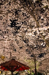 祇園、夜桜