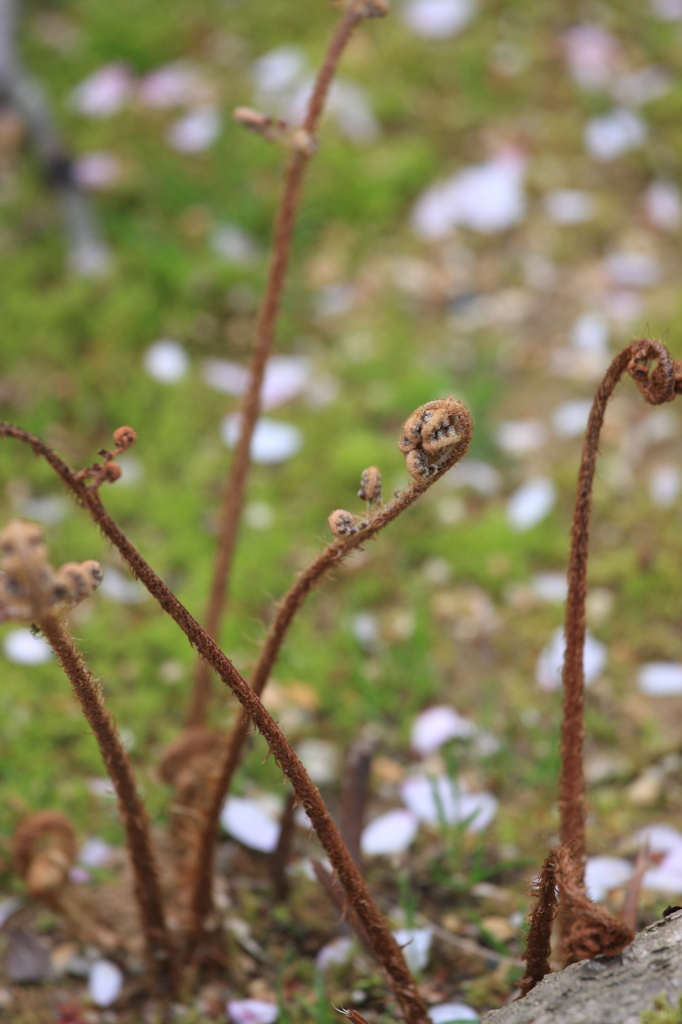 にょきにょきにょきっと