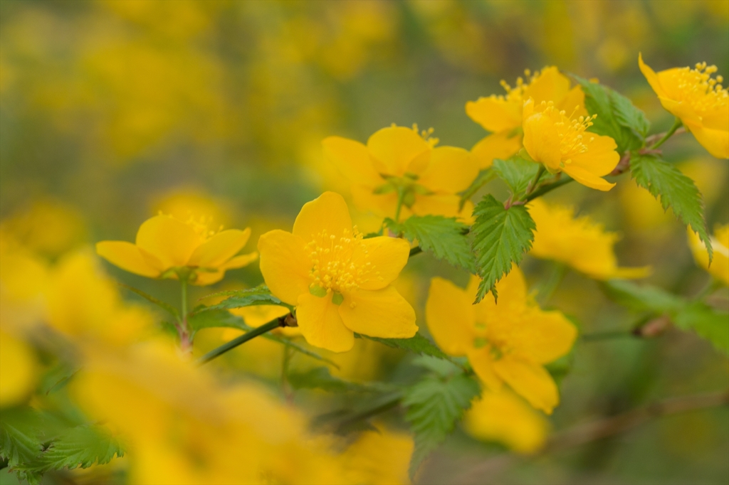 山吹色ってこんな色