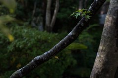 生まれたて