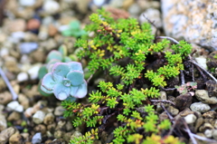 足元にひっそりと、