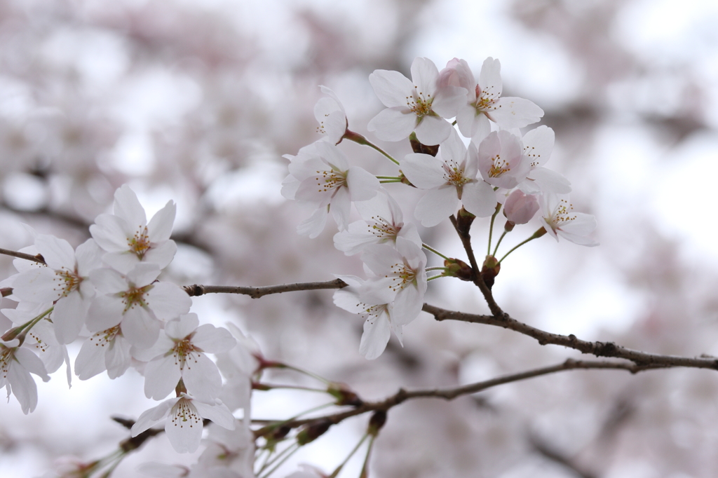 桜は咲き始めが一番綺麗