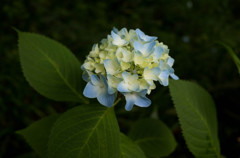 ６月の花