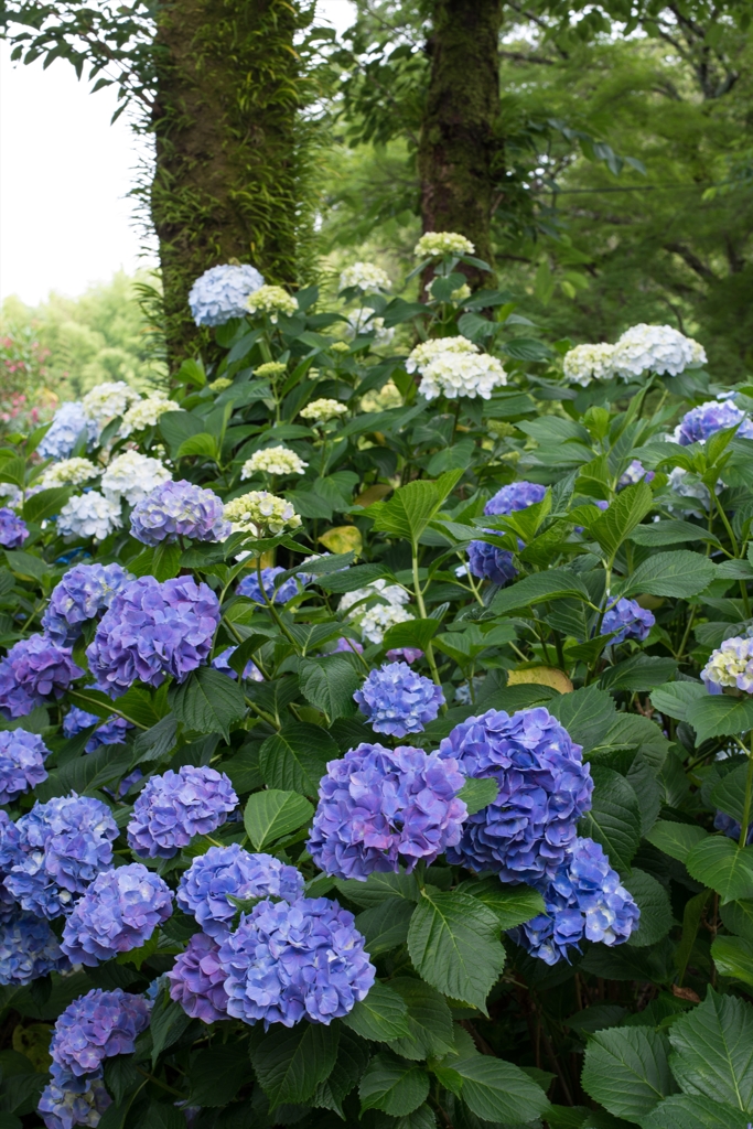 梅雨の花