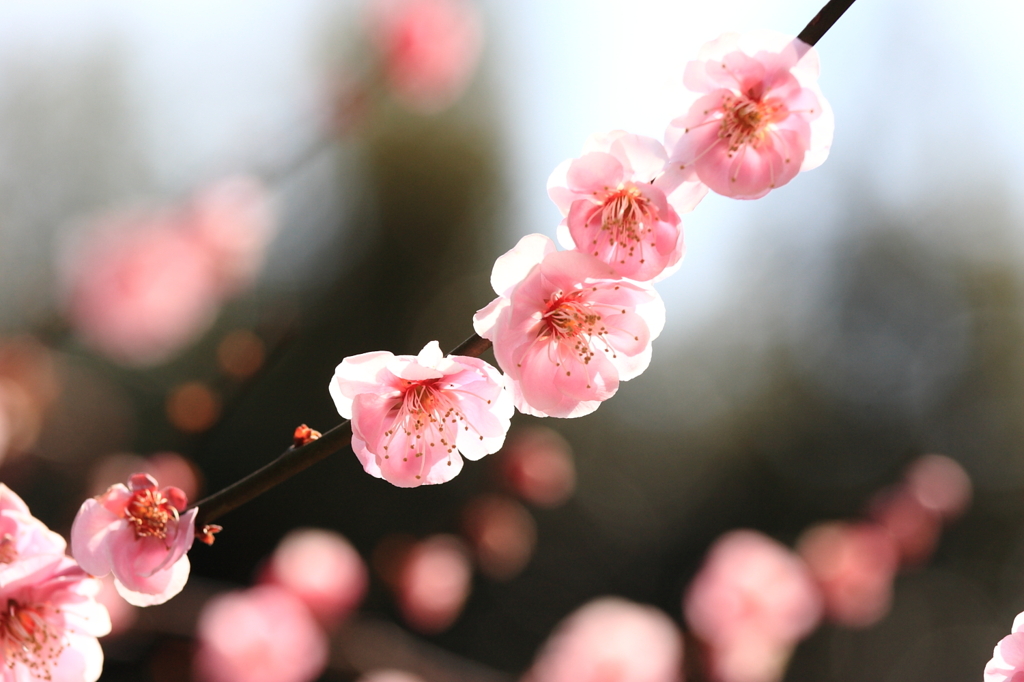 ピンクのボンボリ