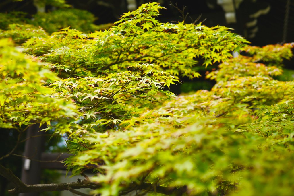 はやく赤くなあれー