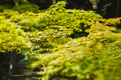 はやく赤くなあれー