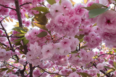 ふんわりピンクな日