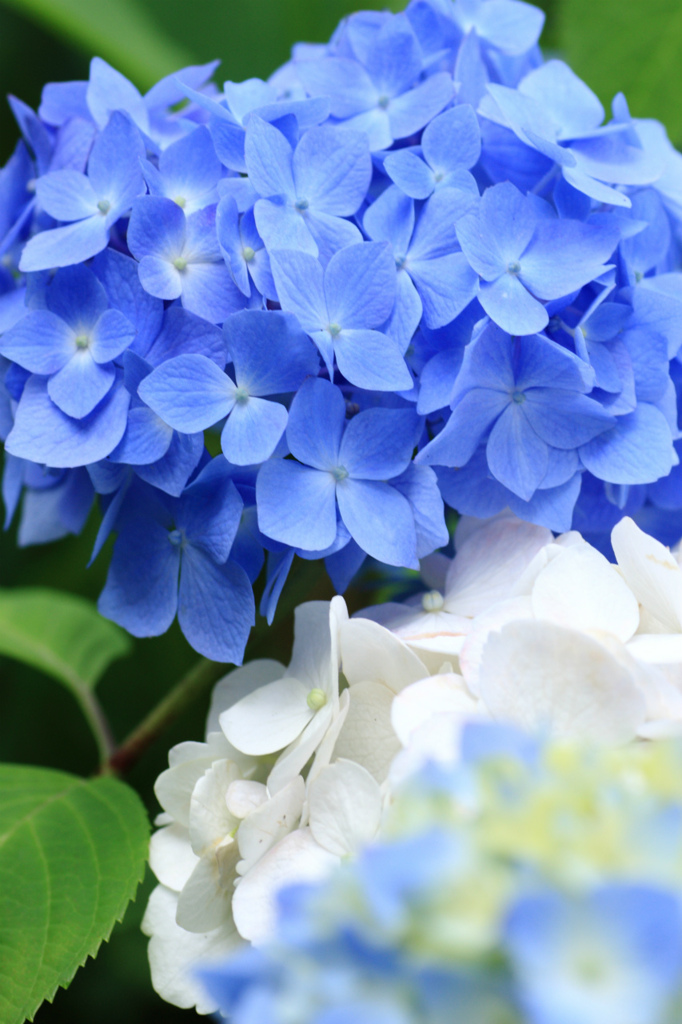 晴れの日、紫陽花