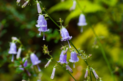 キンコンカンコーン♪