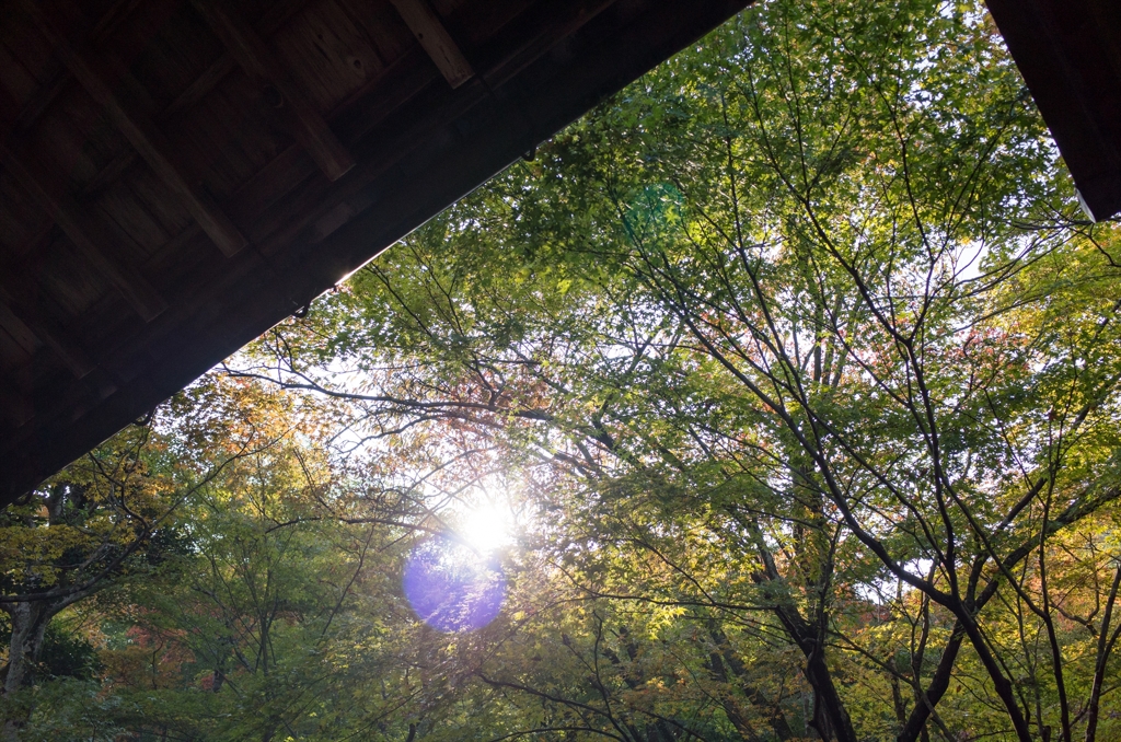 常寂光寺の午後