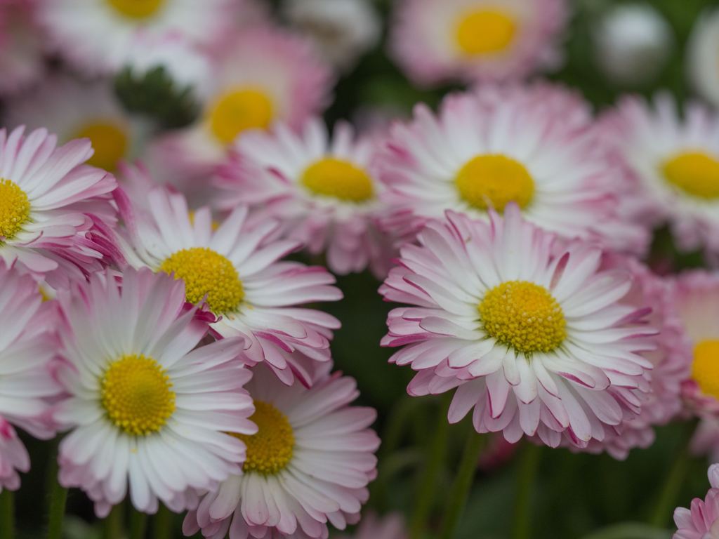 すき、きらい、すき、きらい、好き