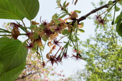 また来年咲こうね。