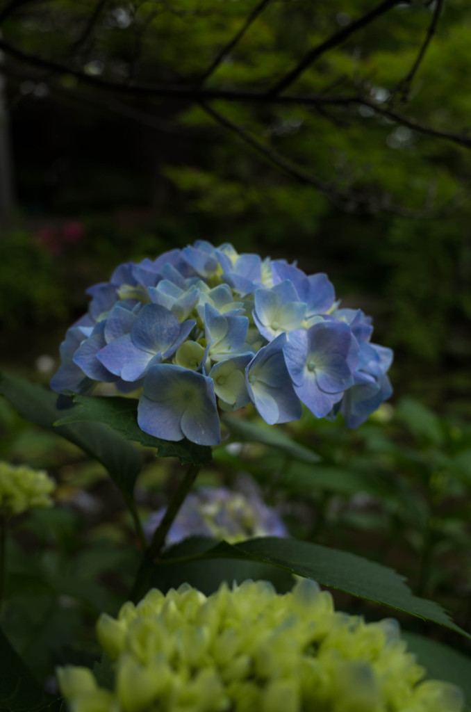 山荘の庭にて