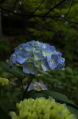 山荘の庭にて