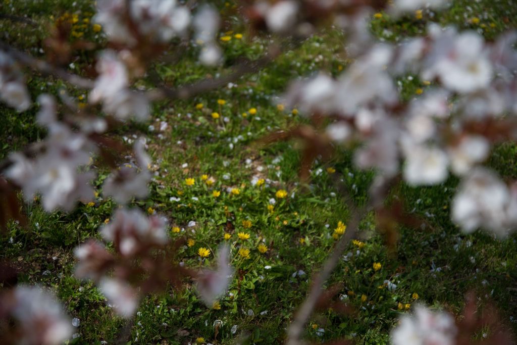 タンポポの季節