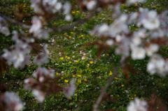 タンポポの季節