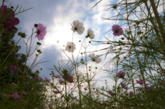 太陽に透かしてみれば