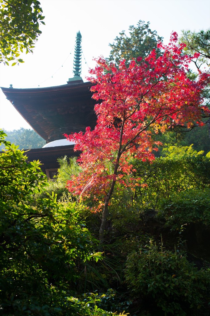 紅葉一番乗り