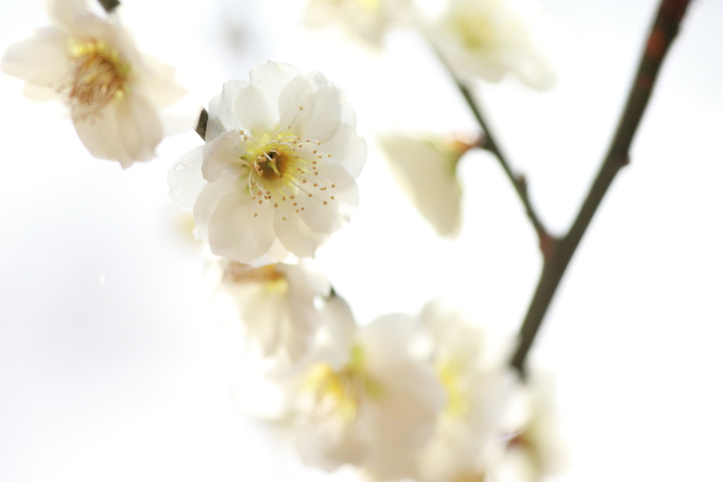 ハイキーな梅花