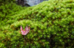 苔の絨毯