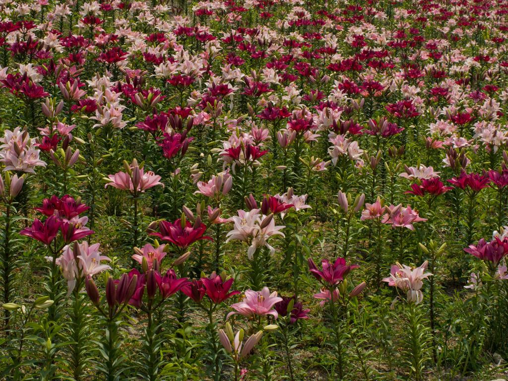 ゆりがいっぱい