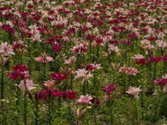 ゆりがいっぱい