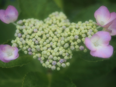 額紫陽花もいいね。