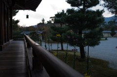 嵯峨菊に囲まれて