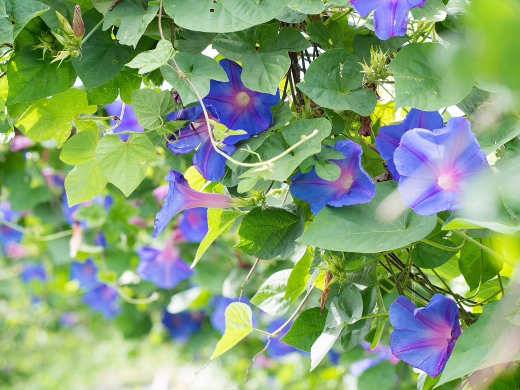アサガオのトンネル