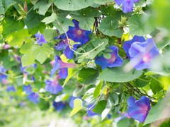 アサガオのトンネル