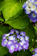 シャワーの後で