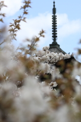 京さくらのフィナーレ