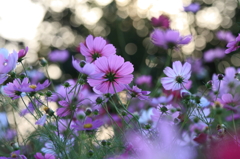 夕暮れのキラキラ