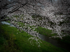 玉川に咲く