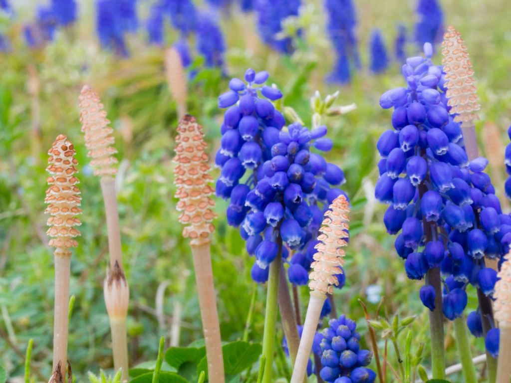 春を感じる草花２