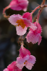 可愛いトゲトゲ